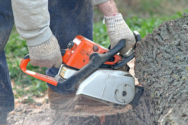 Best Lawn Disease Treatment  in Richfield, OH