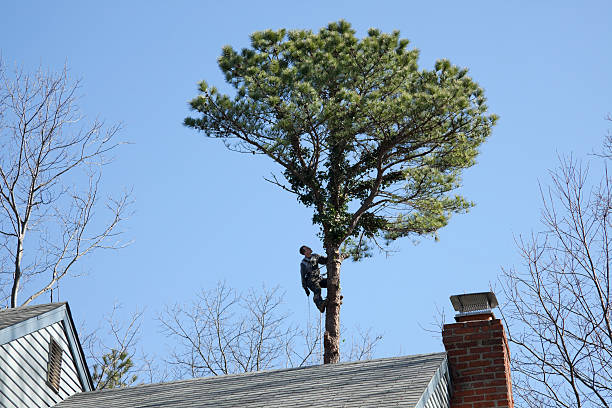 Best Arborist Consultation Services  in Richfield, OH