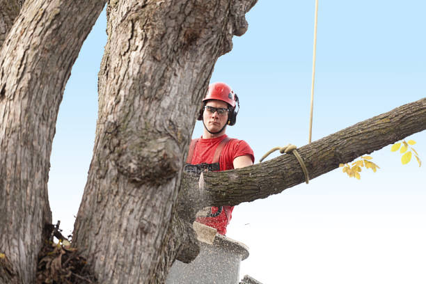 Trusted Richfield, OH Tree Care Experts